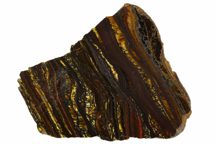 Polished Tiger Iron Stromatolite - Billion Years #129202